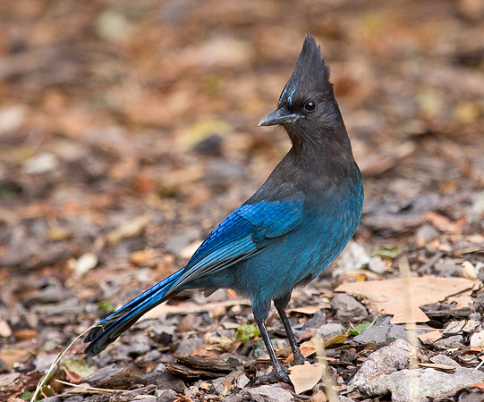 Steller's Jay