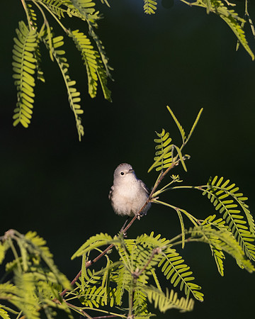 Lucy's Warbler