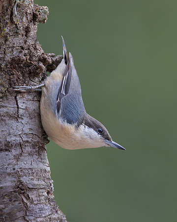 Pygmy Nuthatch