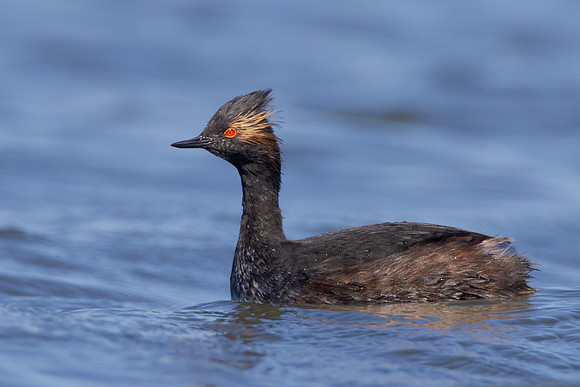 Eared Grebe