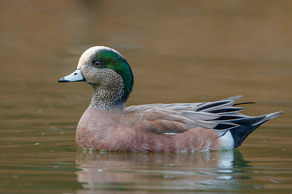 American Widgeon