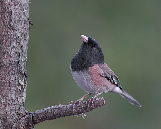 Dark-eyed Junco
