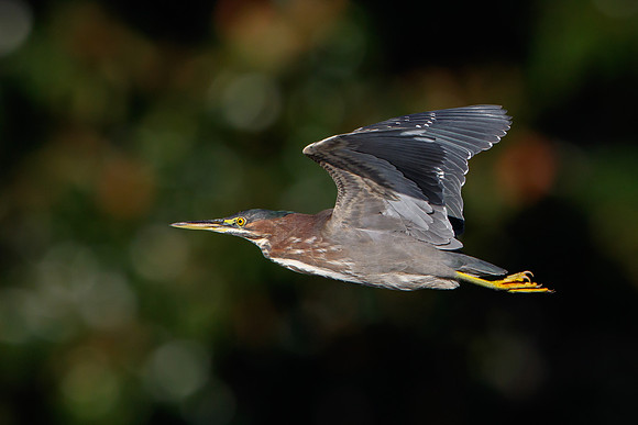 Green Heron
