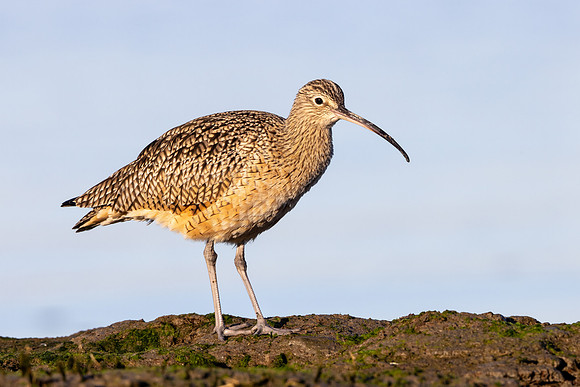 Long-billed Curlew