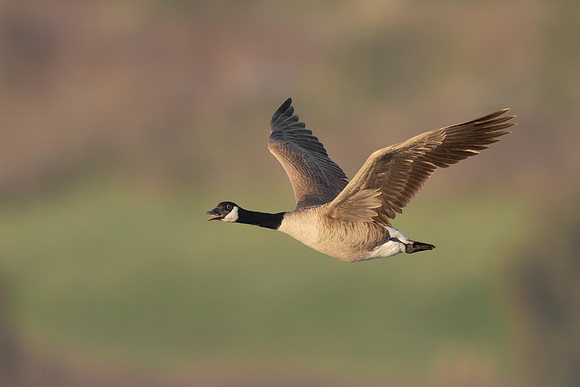 Canada Goose