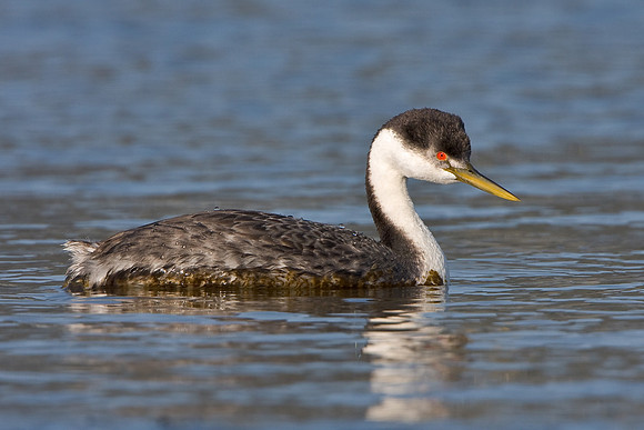 Western Grebe