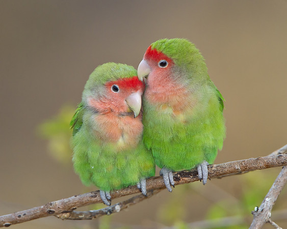 Rosy-faced Lovebirds preening