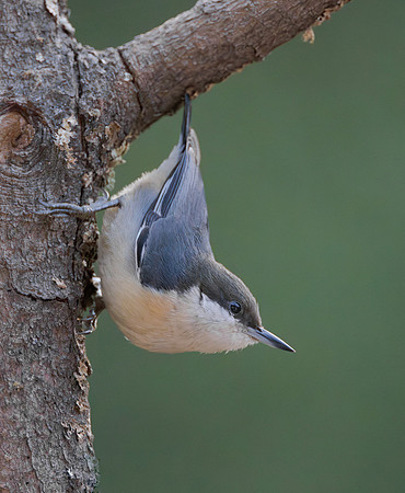Pygmy Nuthatch