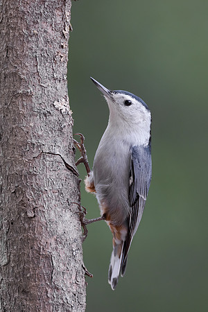White-breasted Nuthatch