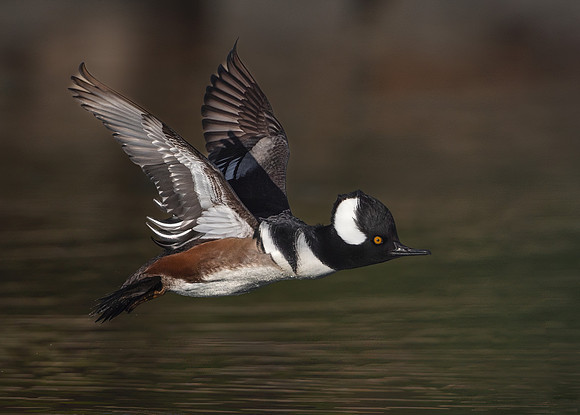 Hooded Merganser