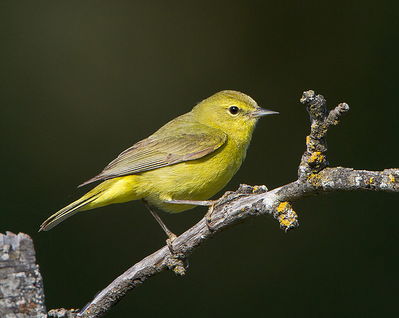 Orange-crowned Warbler