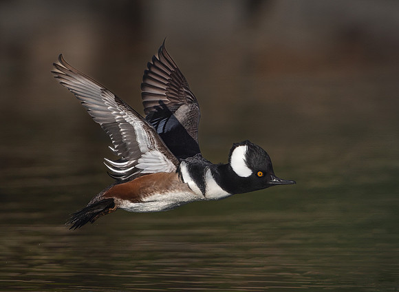 Hooded Merganser