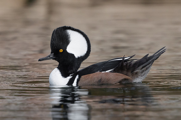 Hooded Merganser