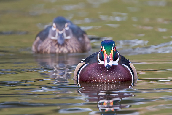 Wood Duck, male & female (at rear)