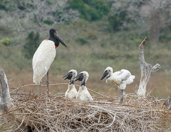 Jabiru nest with adult and young