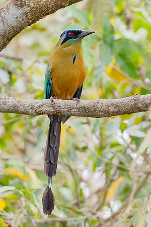 Amazonian Motmot