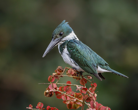 Amazon Kingfisher