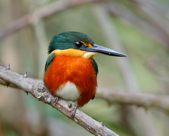 American Pygmy Kingfisher