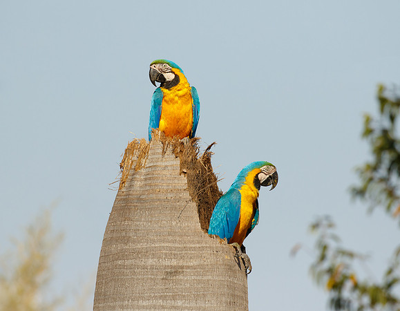 Blue-and-yellow Macaw