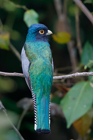 Blue-crowned Trogan