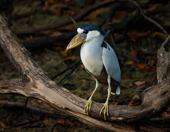 Boat-billed Heron
