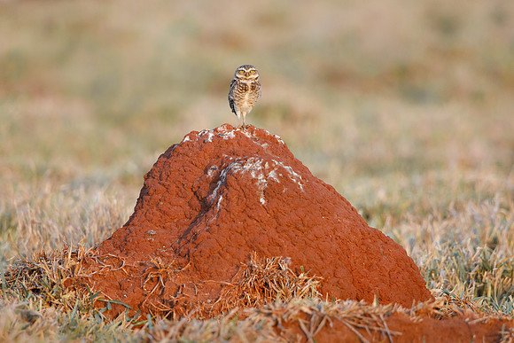 Burrowing Owl on termite mound