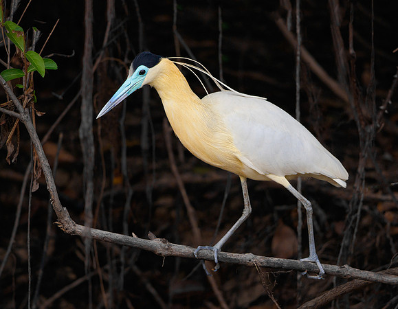 Capped Heron