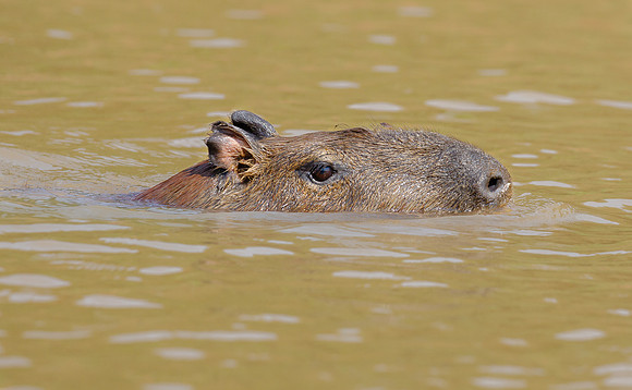 Capybara swimming