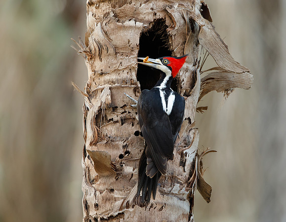 Crimson-crested Woodpecker bringing food to young