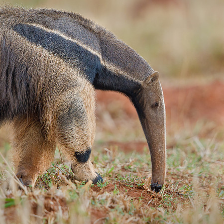 Giant Anteater eating termites