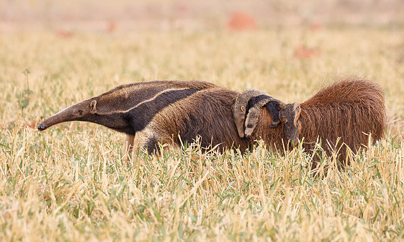 Giant Anteater mother carrying "pup"