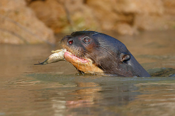 Giant Otter