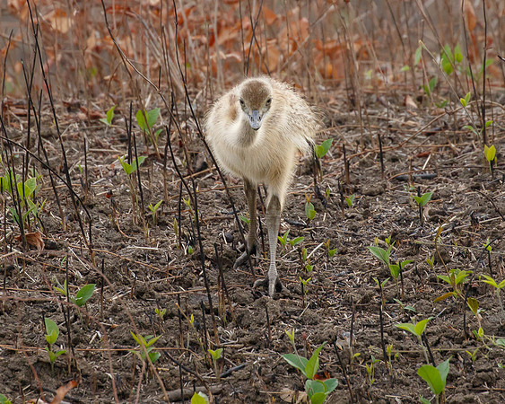 Greater Rhea chick