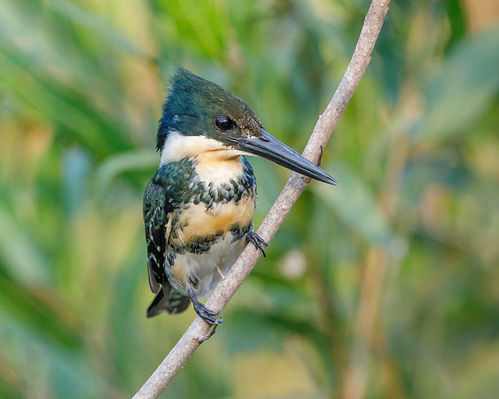 Green Kingfisher