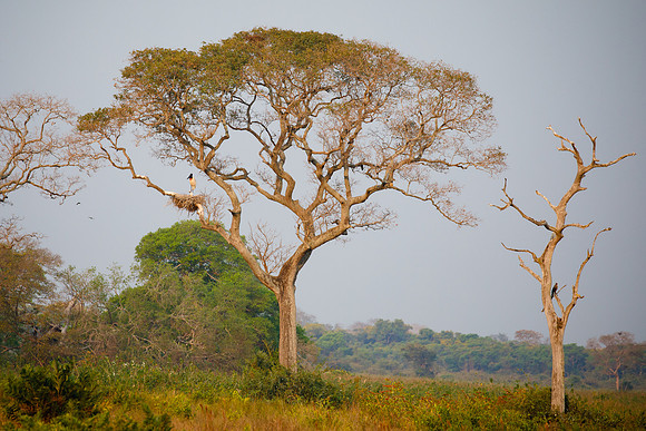 Jabiru at nest