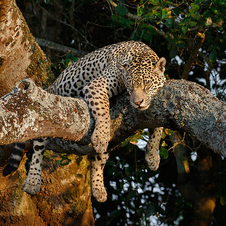 Female jaguar sleeping in tree