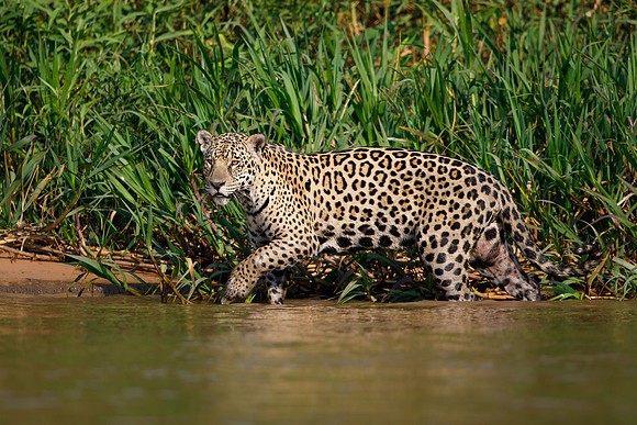 Jaguar