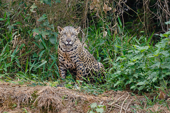 Jaguar