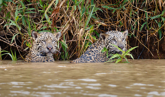 Two year old jaguar brothers swim and play in the river