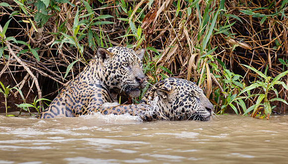 Jaguar brothers