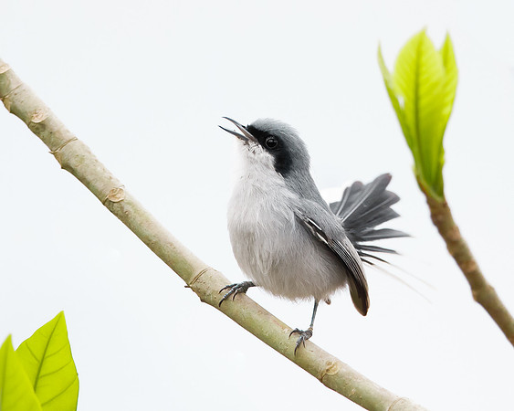 Masked Gnatcatcher
