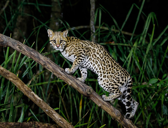 Ocelot coming in for food at Santa Tereza research program