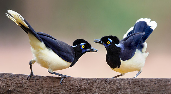 Plush-crested Jays