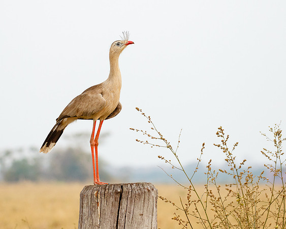 Red-legged Seriema