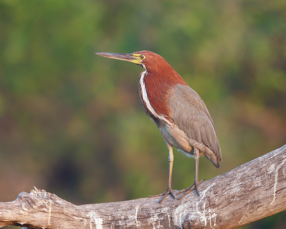 Rufescent Tiger-Heron