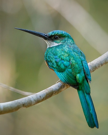 Rufous-tailed Jacamar