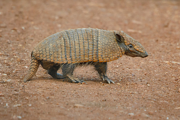 Six-banded Armadillo