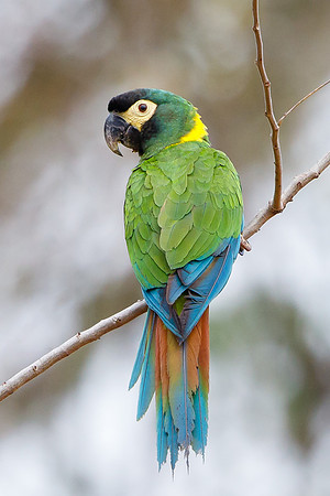 Yellow-collared Macaw