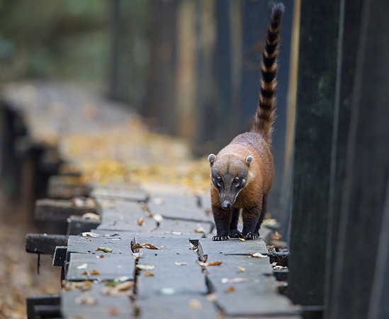 South American Coati on boardwalk at end of day