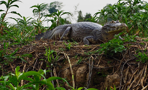 Yacare Caiman, in same family as alligator